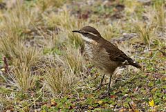 Chestnut-winged Cinclodes